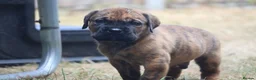 Presa Canario dogs for sale: World class presa canarios  - Advert 17