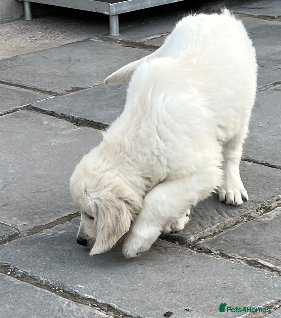Golden Retriever dogs for sale: Stunning Puppies Ready Now (Updated pics) - Image 24