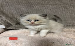 Ragdoll cats for sale: Ragdoll Kittens - Advert 11