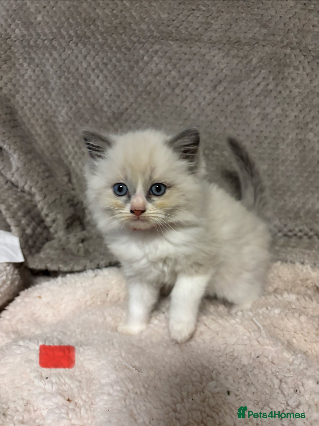 Ragdoll cats for sale: Ragdoll Kittens - Advert 11