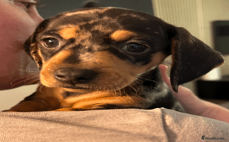 Dachshund dogs - Advert 6