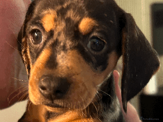 Dachshund dogs - Advert 31