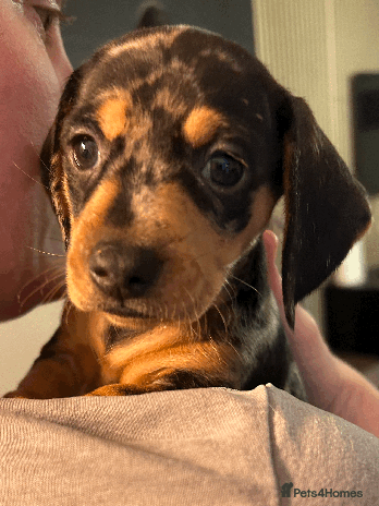 Dachshund dogs - Advert 1