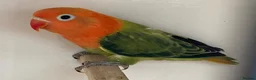 Lovebirds birds for sale: Lovebirds pale fallows - Advert 13