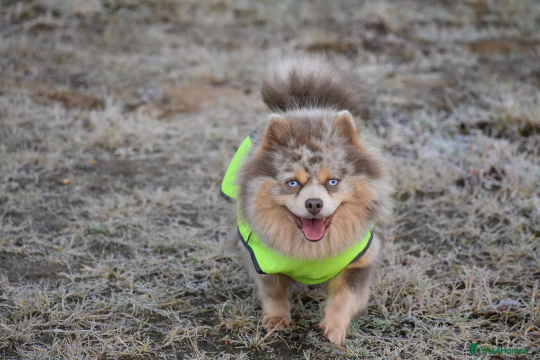 Pomsky dogs for sale: Stunning Pomsky puppies from health tested parents - Advert 34