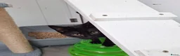 Mixed Breed cats for adoption: LEVI AND LOUISE - Advert 4