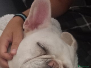 French Bulldog dogs - Advert 32