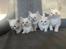 Ragdoll cats Beautiful compact ragdoll kittens for sale - Advert 16