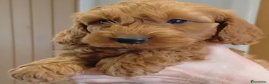 Cockapoo 4