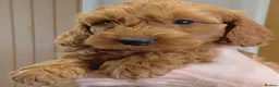 Cockapoo dogs for sale: Dark F1b teddy bear Cockapoo  - Advert 8