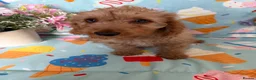 Cockapoo dogs for sale: 🐾BEAUTIFUL F1 COCKERPOOS REGISTERED BREEDER 🐾 - Advert 7