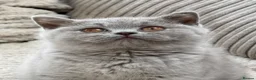 British Shorthair cats for sale: Beautiful Lilac GCCF Registered Girl - Advert 6