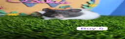 Hamster rodents for sale: Syrian Hamster Babies Baby Male Female Pedigree - Advert 6