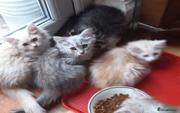 Siberian cats for sale: Three Beautiful Blond Siberian Kittens - Image 22