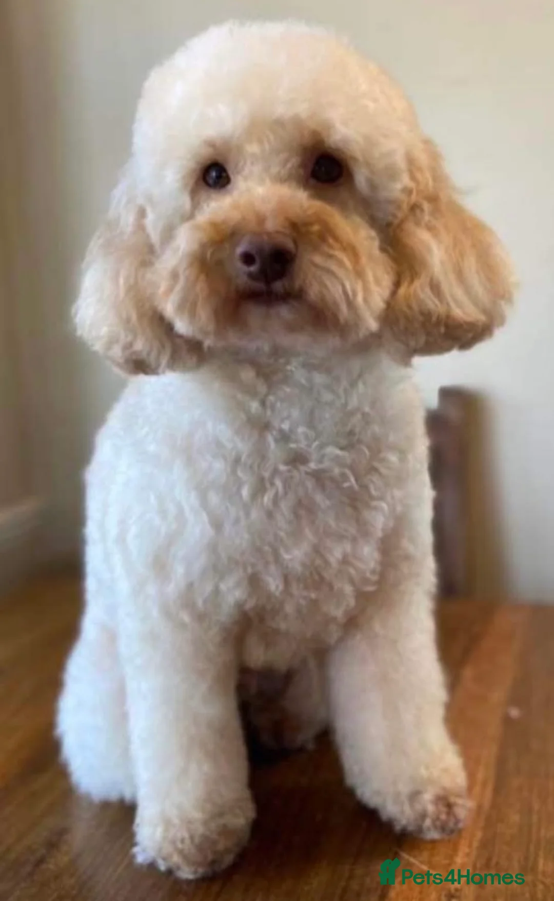 Miniature Poodle dogs for stud: Professional Stud Service - Red, Phantom, Parti in Eastleigh - Advert 4