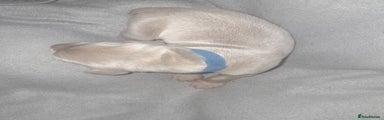 Weimaraner Puppy 4