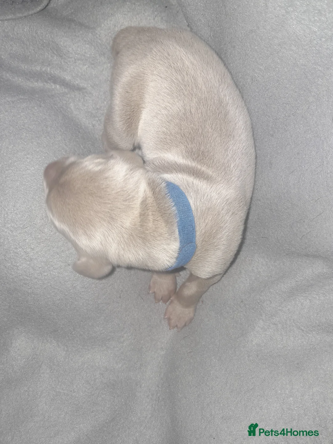 Weimaraner dogs for sale: Weimaraner gunalt champion bloodline KCregistered  - Advert 10