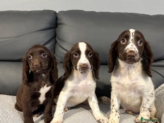 Cocker Spaniel dogs Cocker Spaniel Girls Fully Vaccinated Ready Now - Advert 18
