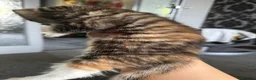 Ragdoll cats for sale: Ragdoll x Tabby Mix Kittens - Advert 11