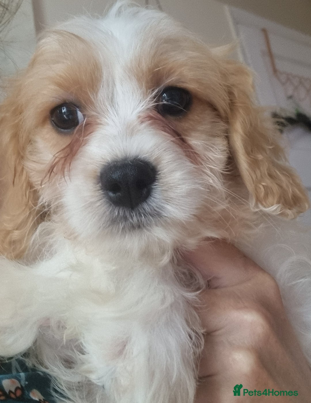 Cavapoo dogs for sale: Fluffy Bundles of Love Looking for Forever Homes! - Image 8