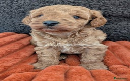 Australian Labradoodle dogs for sale: Miniature Australian labradoodles  - Image 10