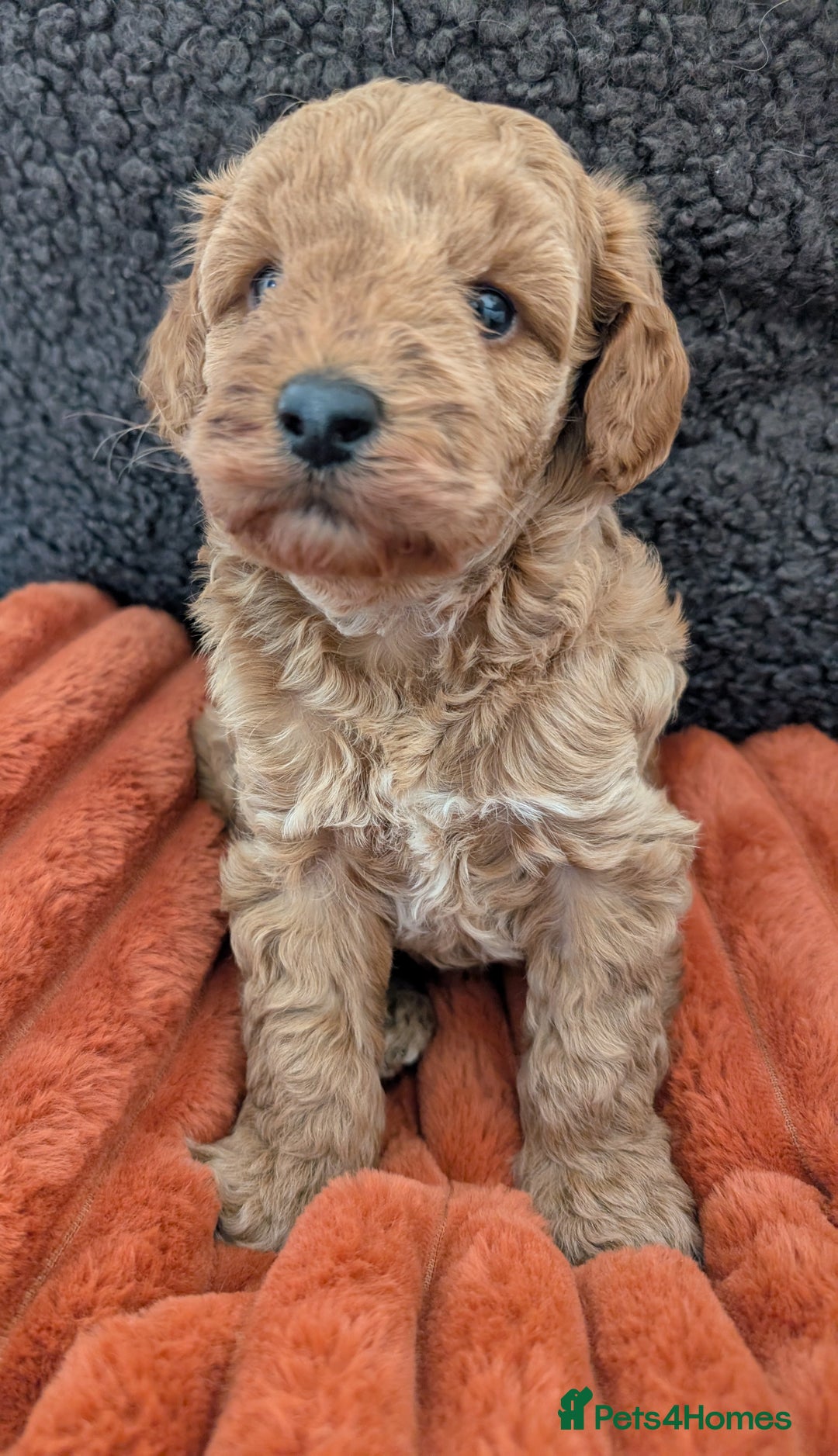 Australian Labradoodle dogs for sale: Miniature Australian labradoodles  - Image 10