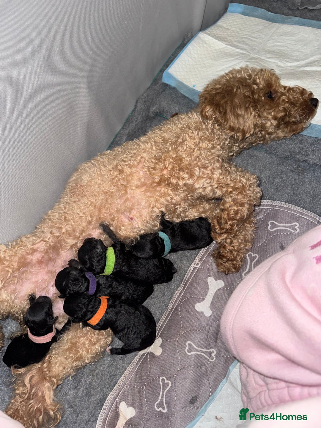 Toy Poodle dogs for sale: Beautiful Toy Poodle Puppies - Ready to reserve - Advert 16