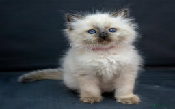 Ragdoll cats for sale: Beautiful ragdoll kittens  - Image 5