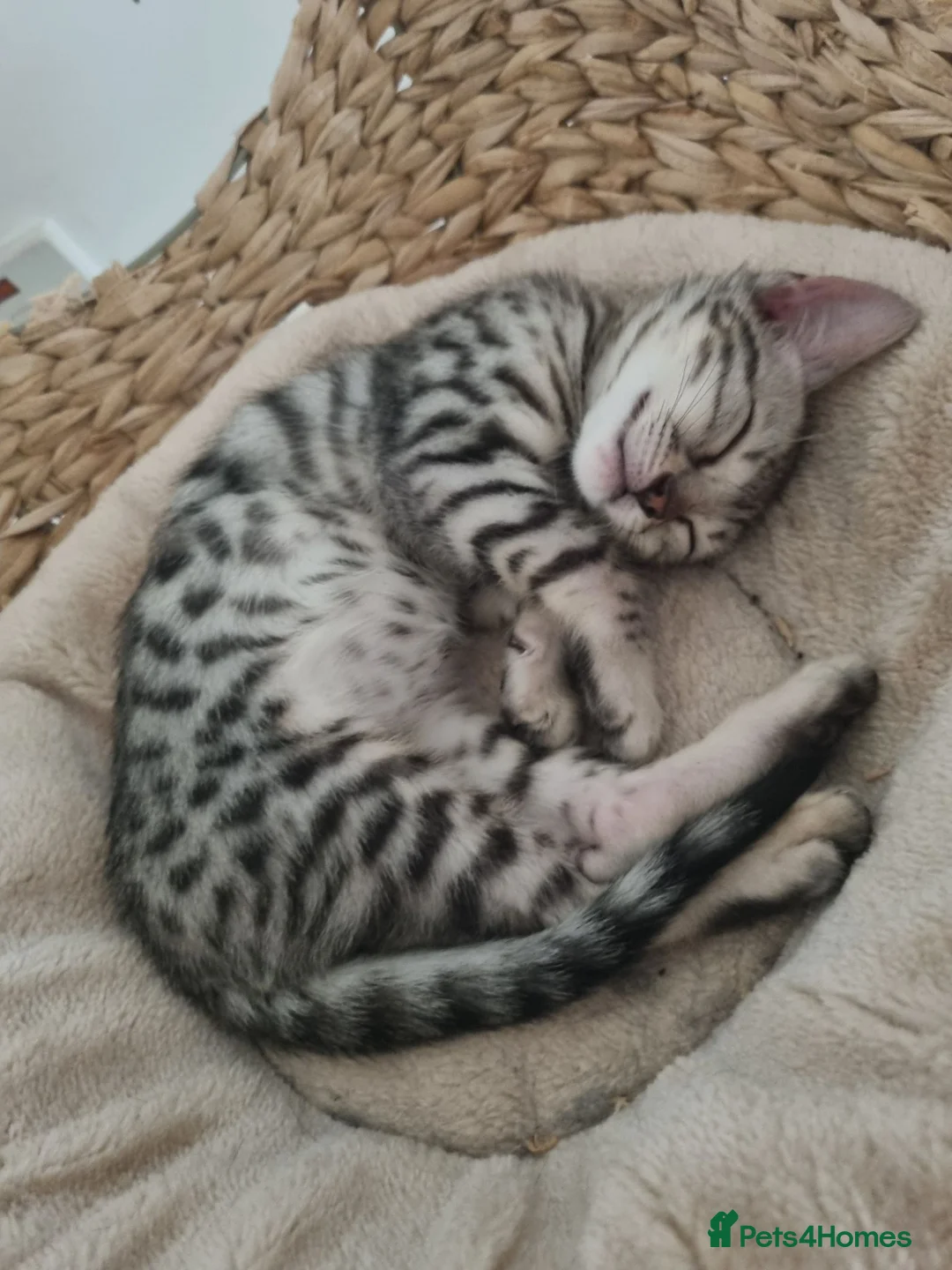 Bengal cats for sale: Rare Bengal kittens  - Advert 10