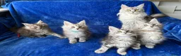 Maine Coon cats for sale: Maine coon kittens registered with GCCF - Advert 38
