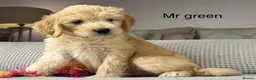 Goldendoodle dogs for sale: BEAUTIFUL HEALTHY LOVING PUPPIES  - Advert 23