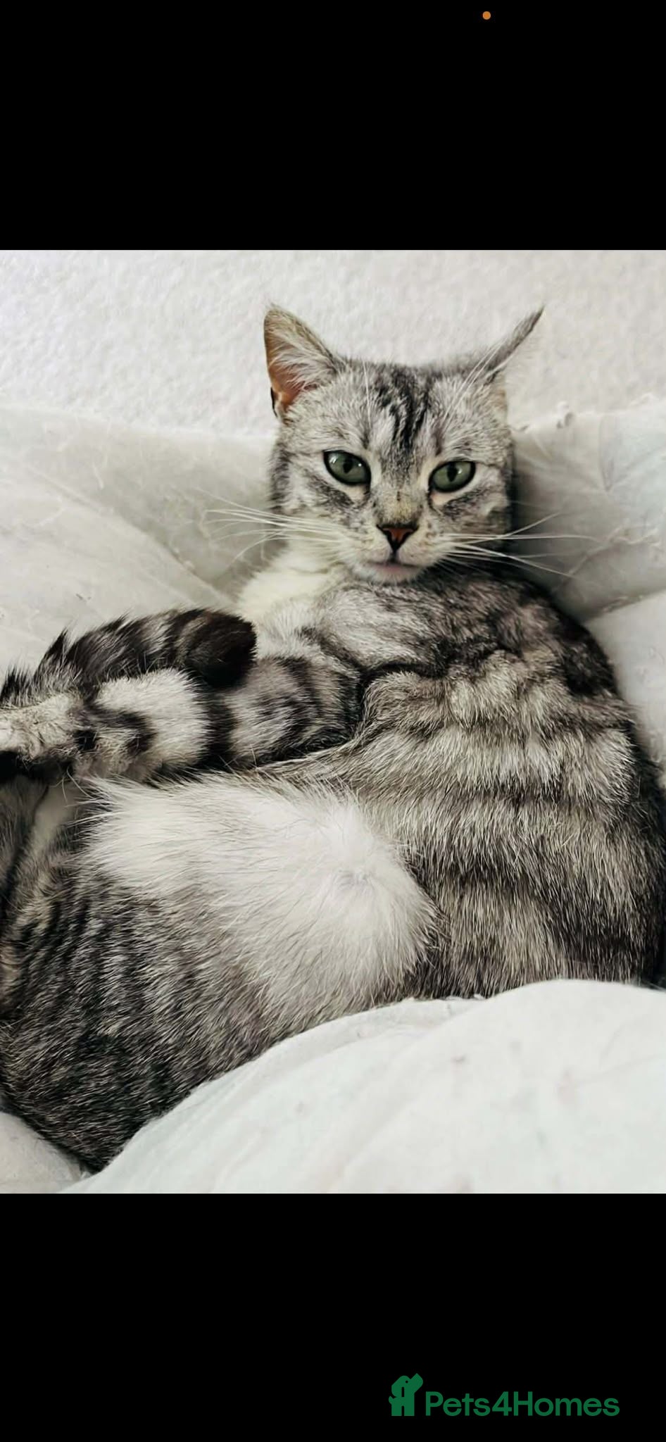 Mixed Breed cats 2 Beautiful kittens looking for there forever home - Advert 2