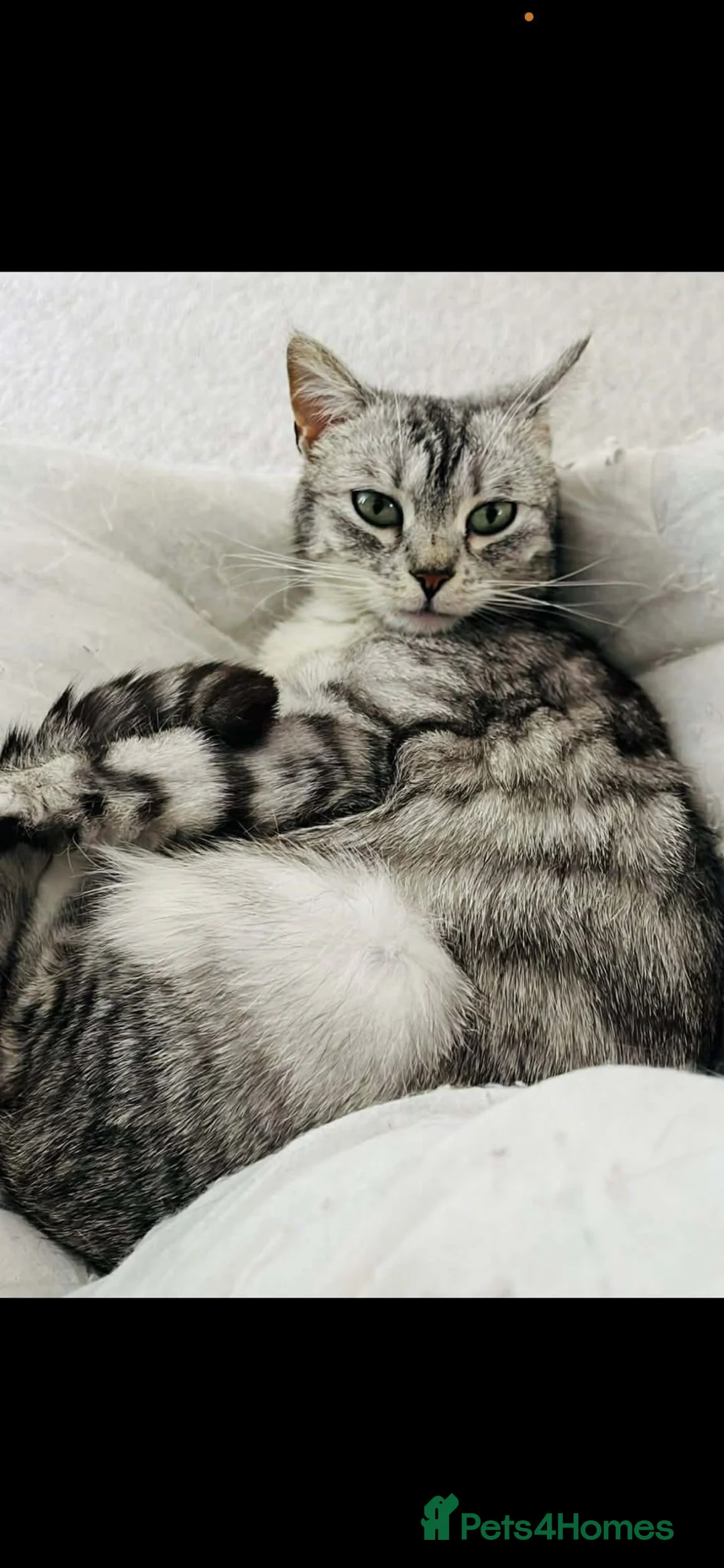Mixed Breed cats for sale: 2x 8 weeks Beautiful kittens - Advert 1