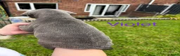 Mixed Breed dogs for sale: Stafford bull terrier cross lurcher in Chesterfield - Advert 26