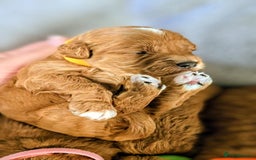 Cockapoo dogs for sale: GENUINE F1B COCKAPOO PUPPIES  - Image 27