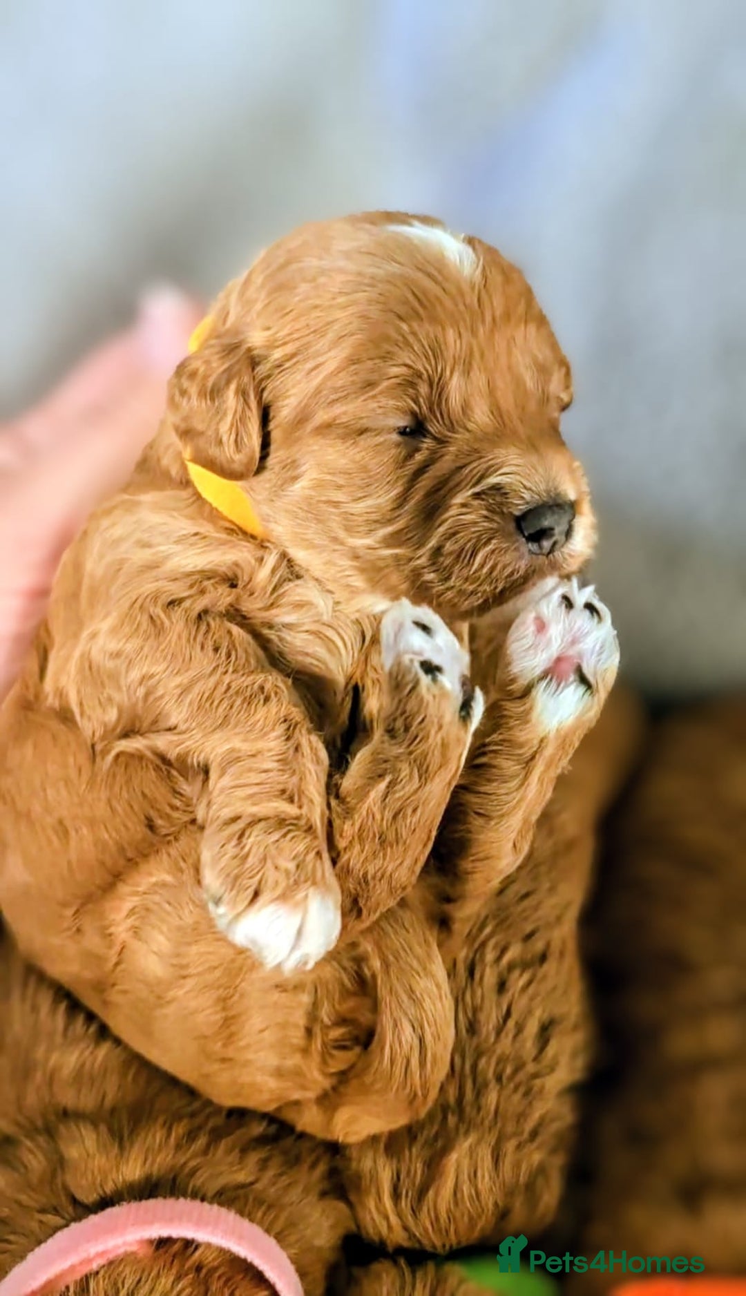 Cockapoo dogs for sale: GENUINE F1B COCKAPOO PUPPIES  - Image 27