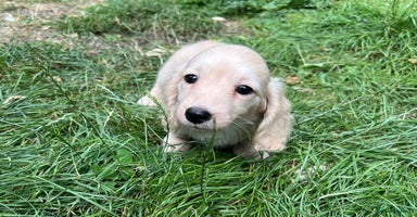 Miniature Dachshund dogs - Advert 2