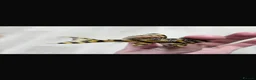 Plecos fish for sale: L333 Goldlines AAA grade Pleco.  - Advert 3