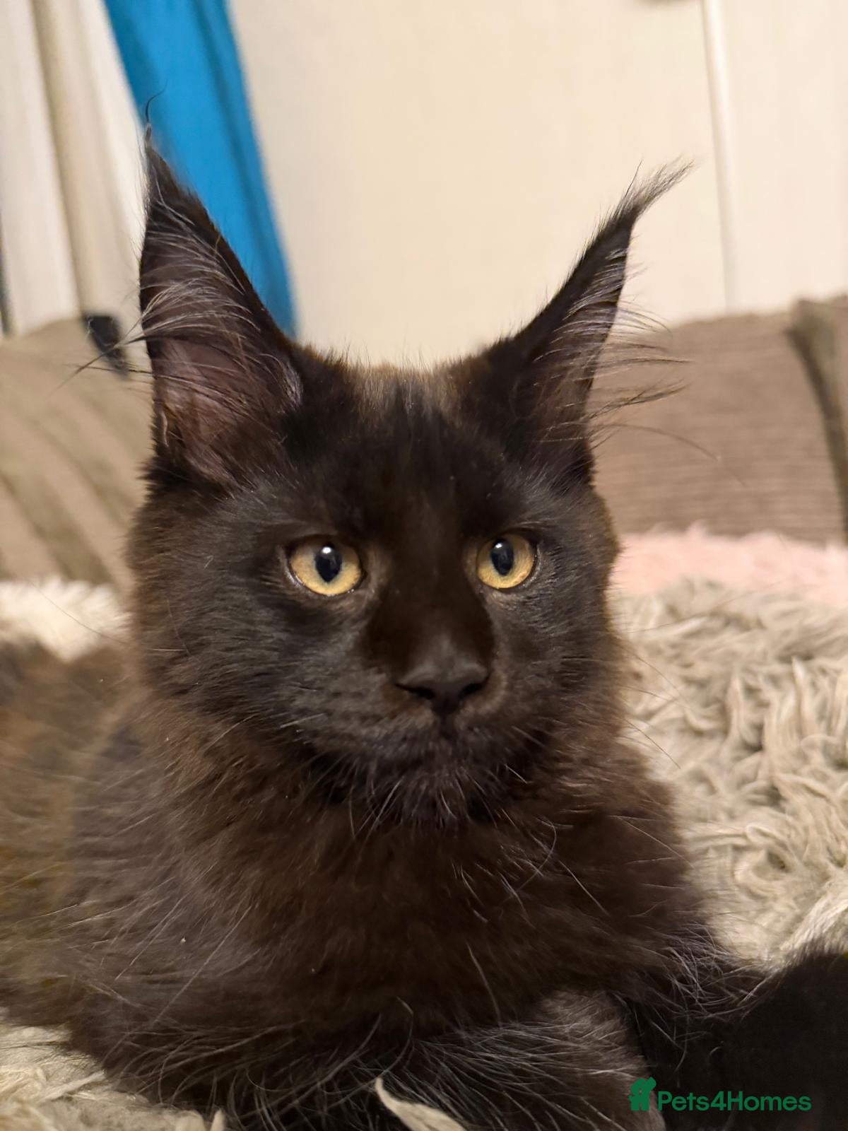 Maine Coon cats TICA registered pure breed Maine coon kittens - Advert 12