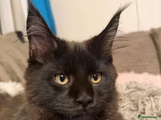 Maine Coon cats TICA registered pure breed Maine coon kittens - Advert 12