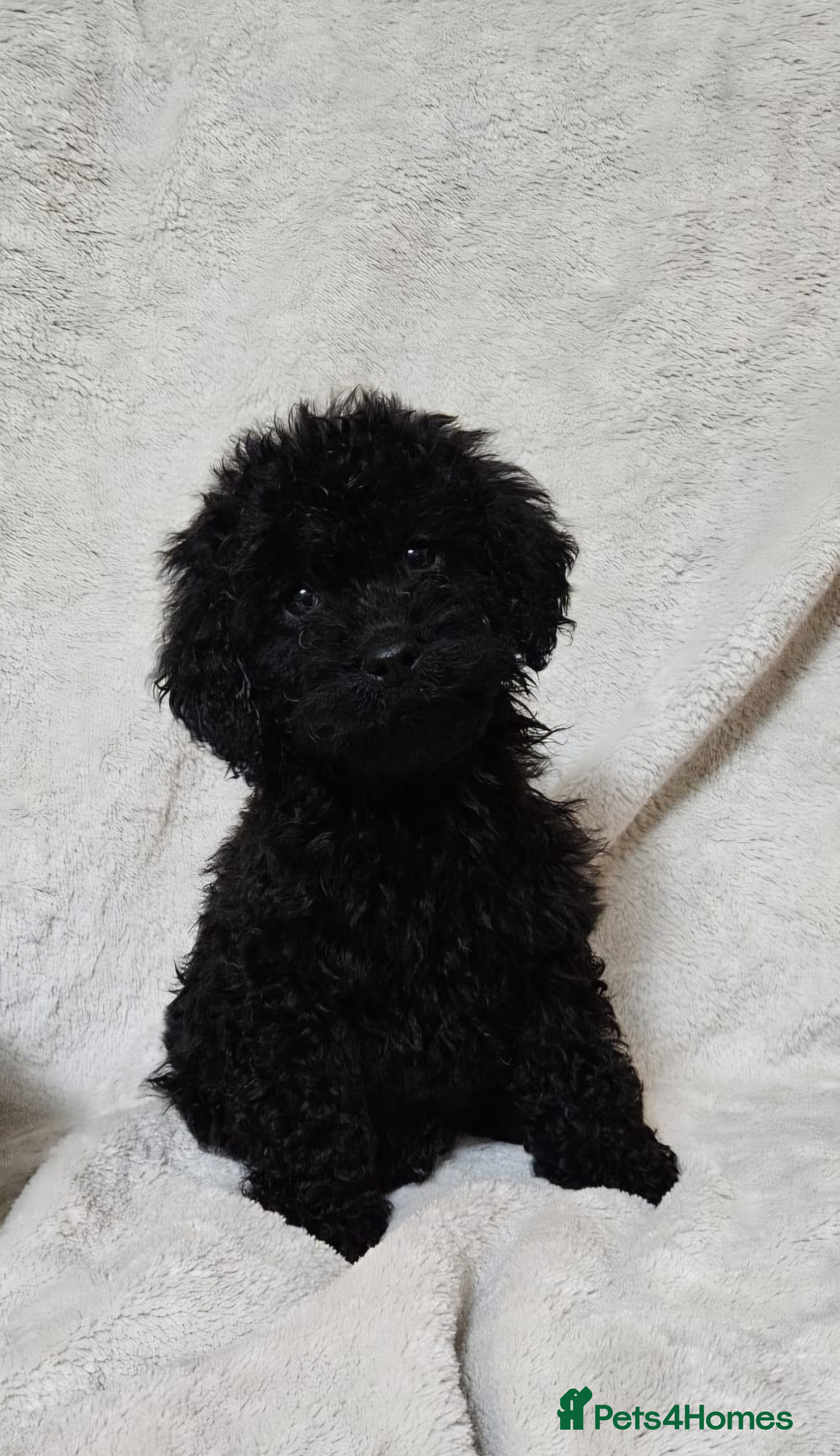 Miniature Poodle dogs Miniature poodle Puppies (One left) - Advert 1