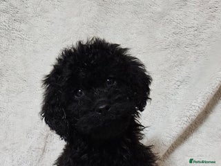 Miniature Poodle dogs Miniature poodle Puppies (One left) - Advert 11