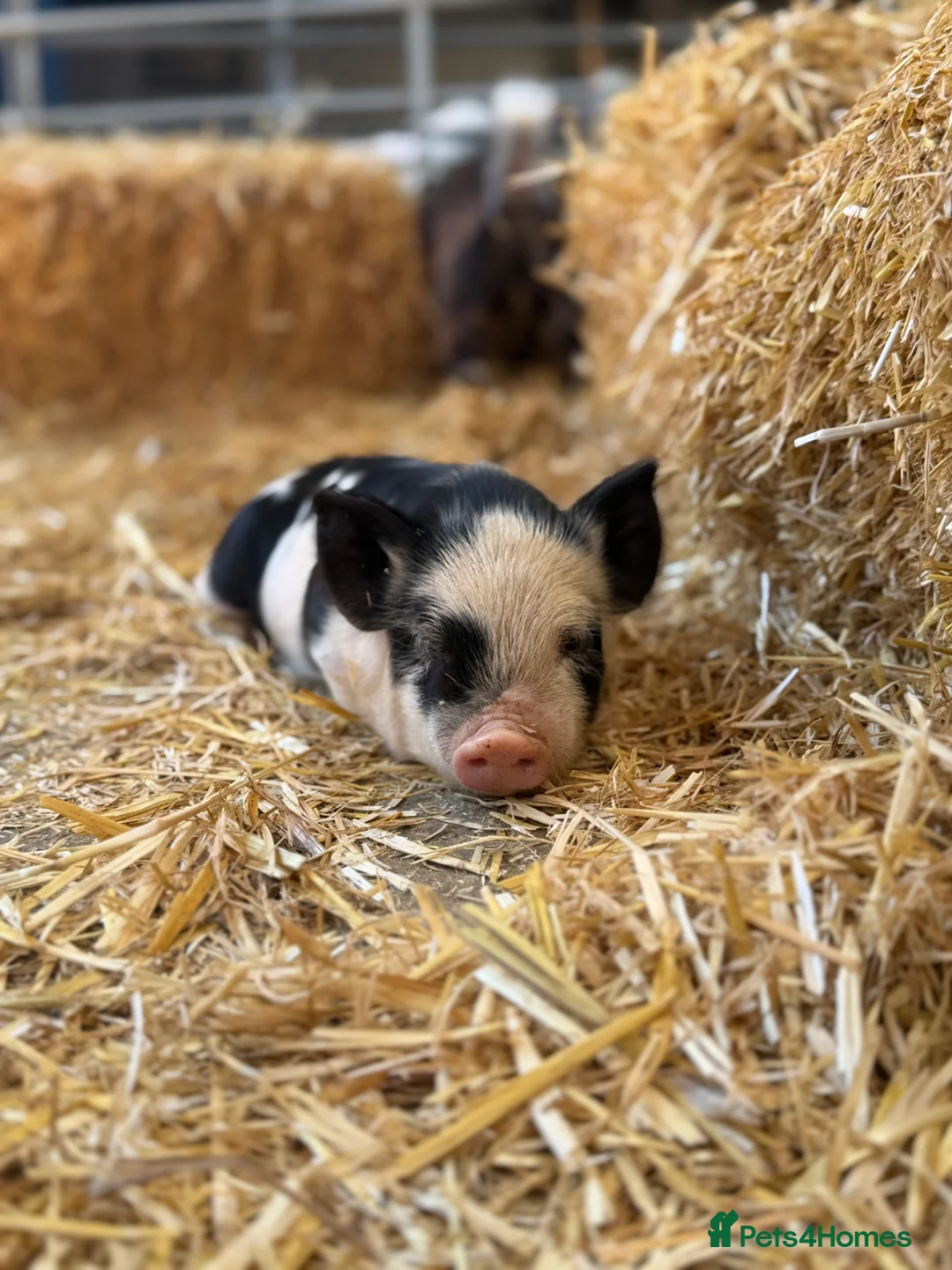 Pig livestock for sale: kunekune Piglets  - Advert 3