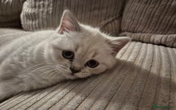 British Shorthair cats for sale: Beautiful British Shorthair girls – Ready Now! - Image 24