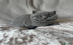 British Shorthair cats for sale:  British Blue kittens - Image 10