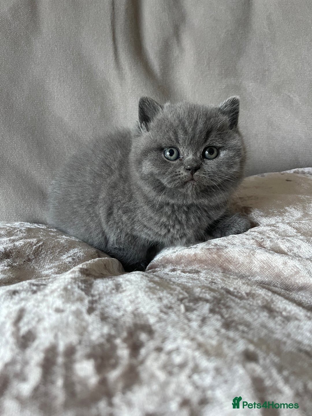 British Shorthair cats for sale:  British Blue kittens - Image 10