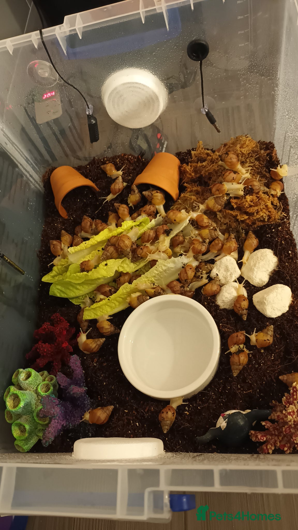 Snails invertebrates Giant 'retic' african land snails - Advert 6