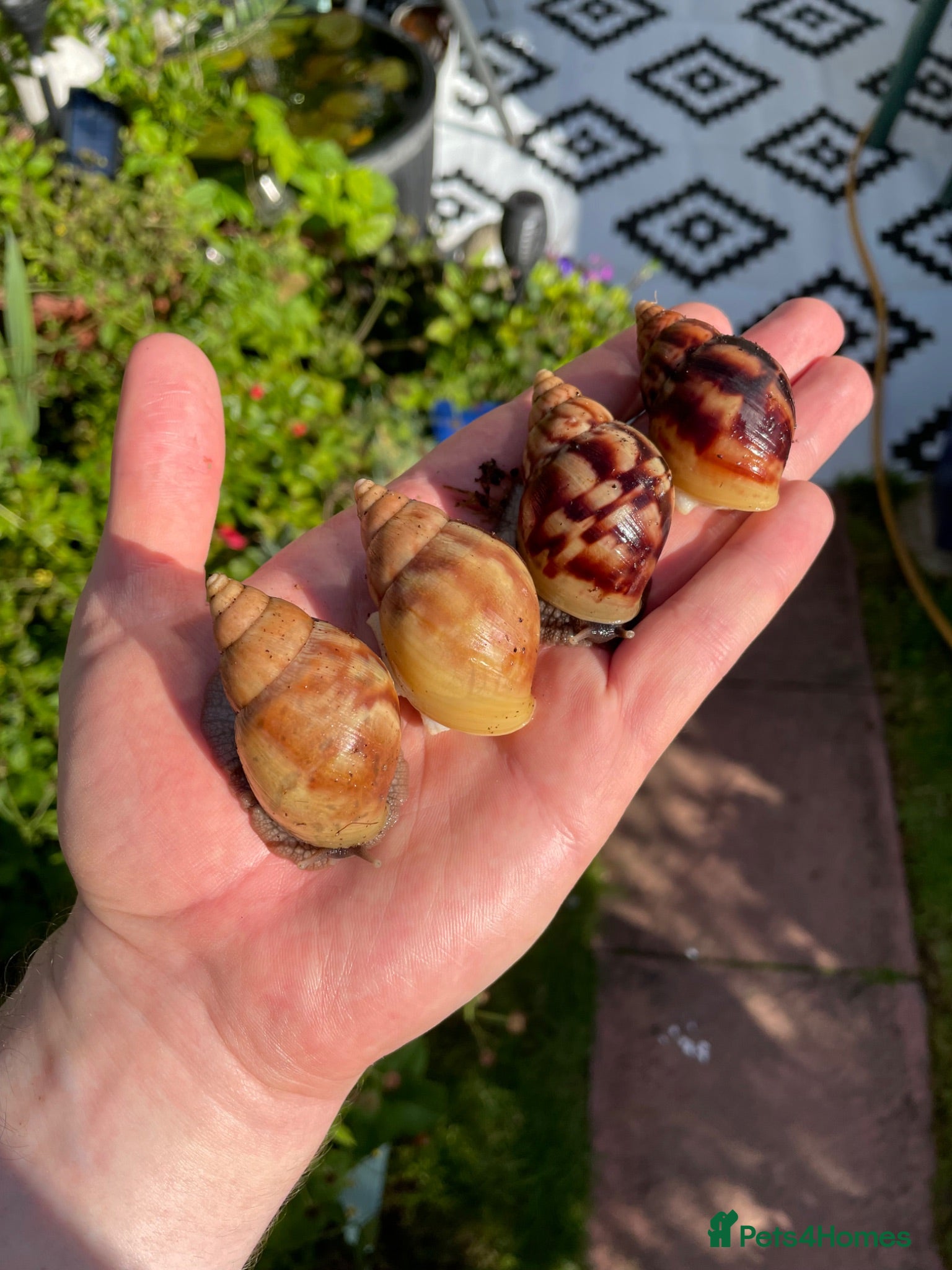 Snails invertebrates Giant African Snails for sale! - Advert 1