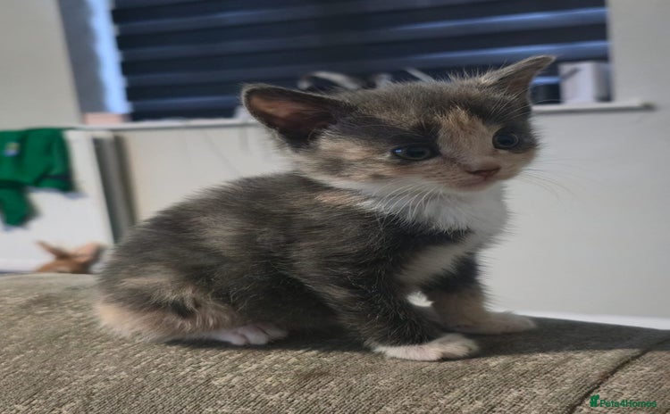 Mixed Breed cats - Advert 12