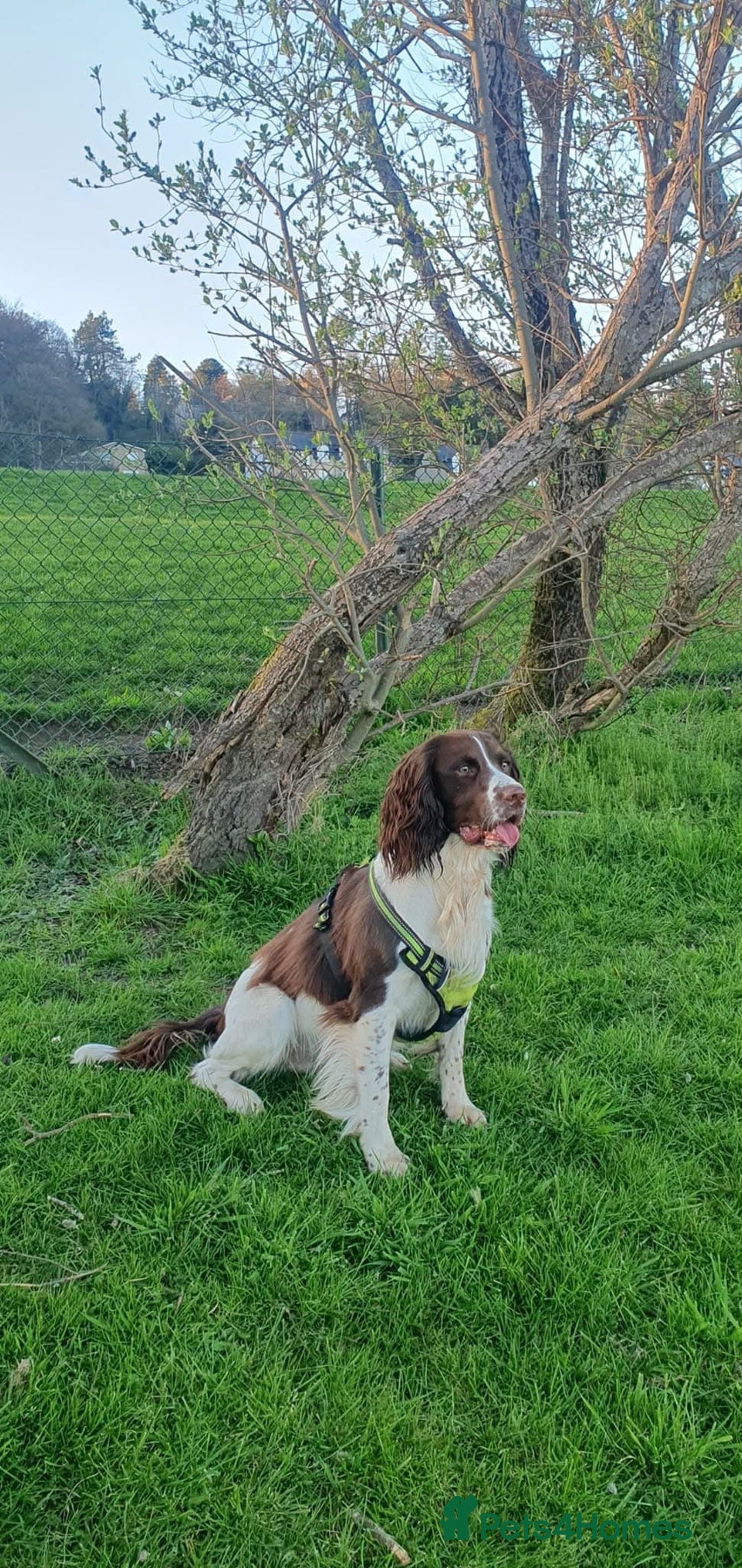 English Springer Spaniel dogs for stud: Springer spaniel stud  - Advert 8